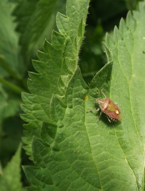 Dolycoris baccarum - közönséges bogyómászó-poloska Dolycoris baccarum - közönséges bogyómászó-poloska