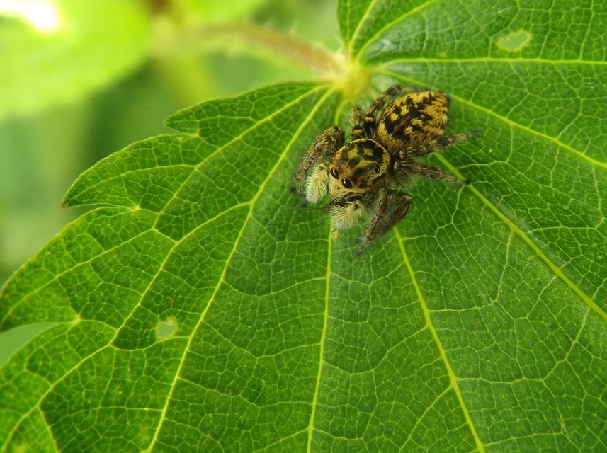 Carrhotus xanthogramma - rozsdás ugrópók