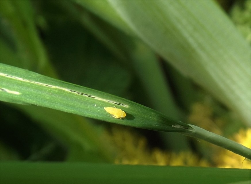 Cicadellidae - mezeikabócák