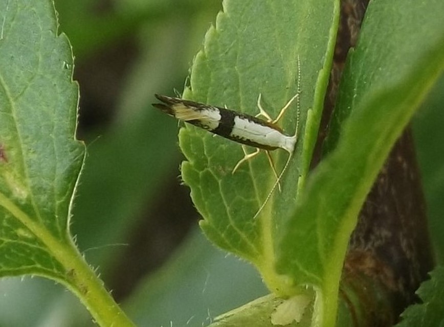 Argyresthia