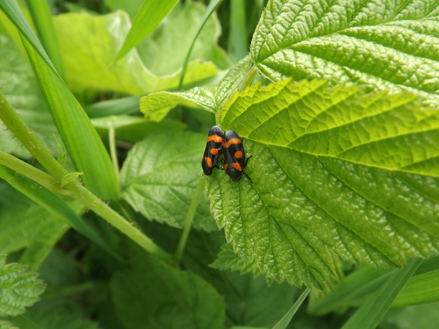 Cercopis