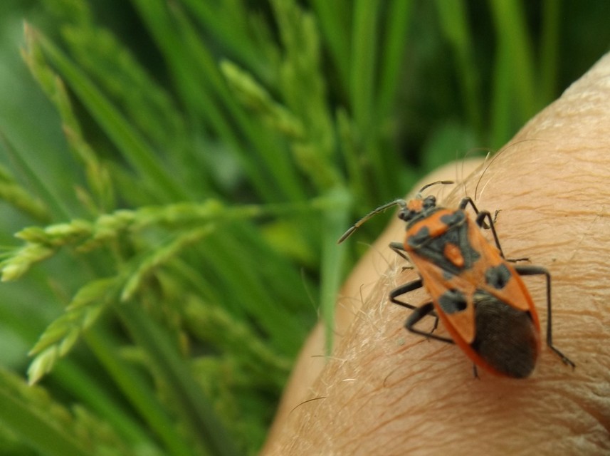 Corizus hyoscyami - piros karimáspoloska