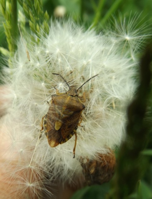 Carpocoris Carpocoris