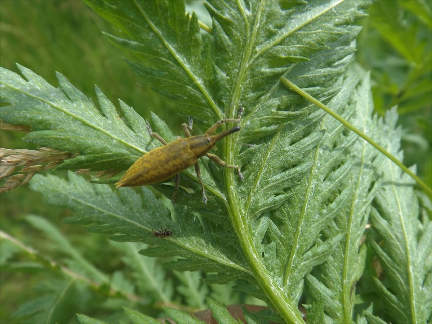 Lixus iridis - bürökfúró dudvabarkó