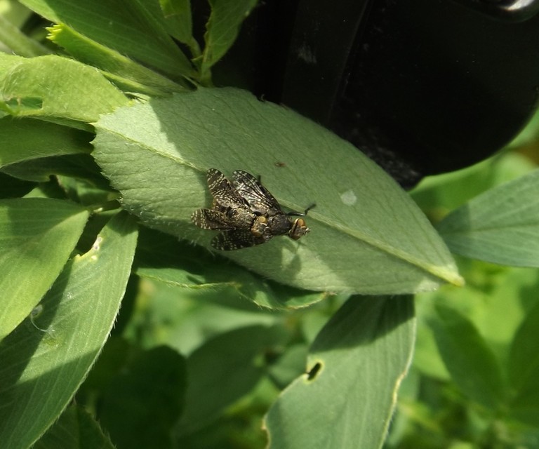 Platystoma