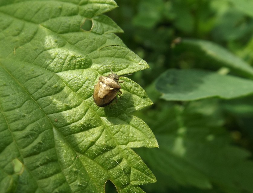 Eysarcoris aeneus - fémes feketefejű-poloska Eysarcoris aeneus - fémes feketefejű-poloska