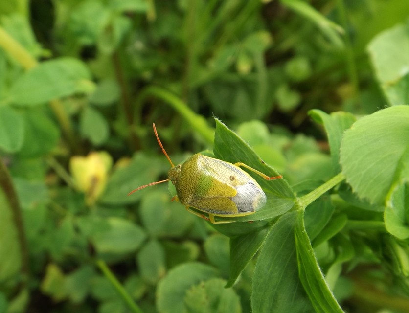 Piezodorus lituratus - bíboros címerespoloska Piezodorus lituratus - bíboros címerespoloska