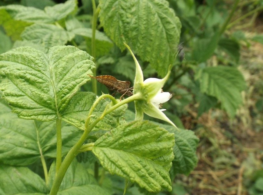 Coreus marginatus - közönséges karimáspoloska