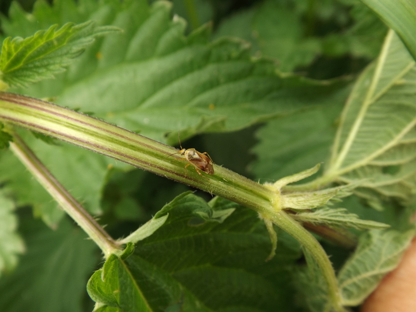 Lygus pratensis - változó mezeipoloska