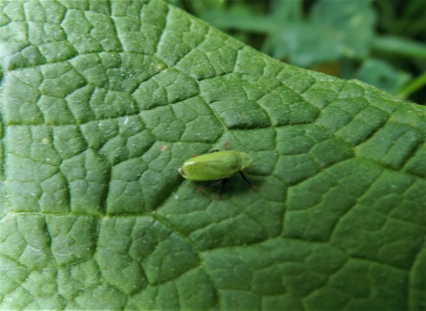 Tettigometridae - bőröskabócák