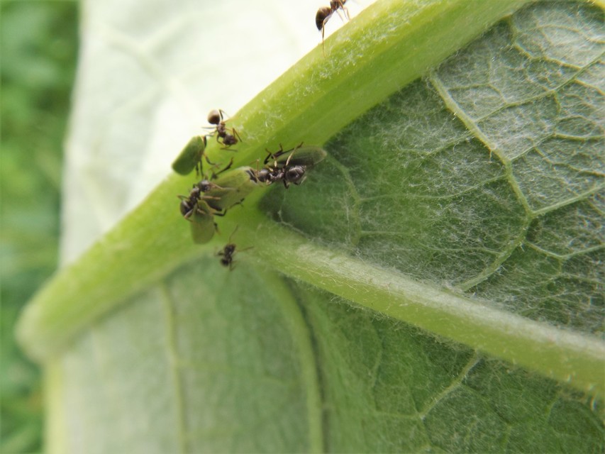Lasius