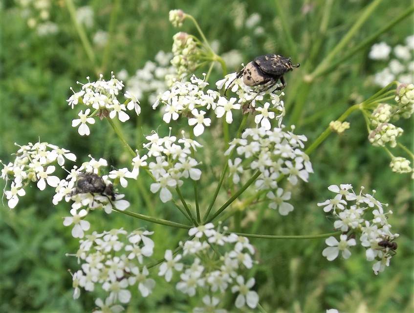 Valgus hemipterus - suta virágbogár