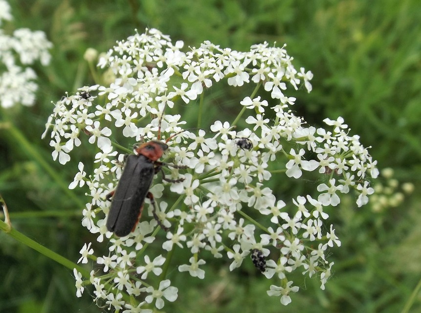 Cantharis rustica - suszterbogár