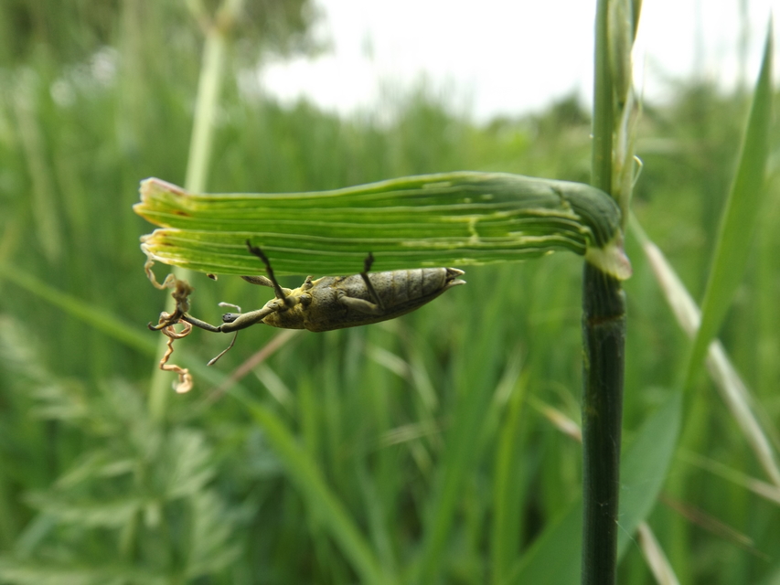 Lixus iridis - bürökfúró dudvabarkó