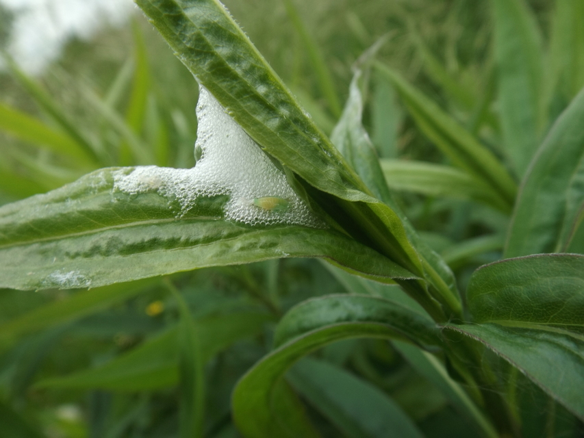 Cercopidae - tajtékos kabócák
