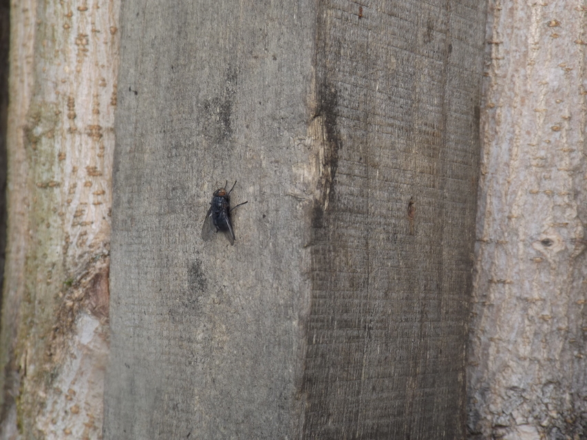 Calliphoridae - dongólegyek