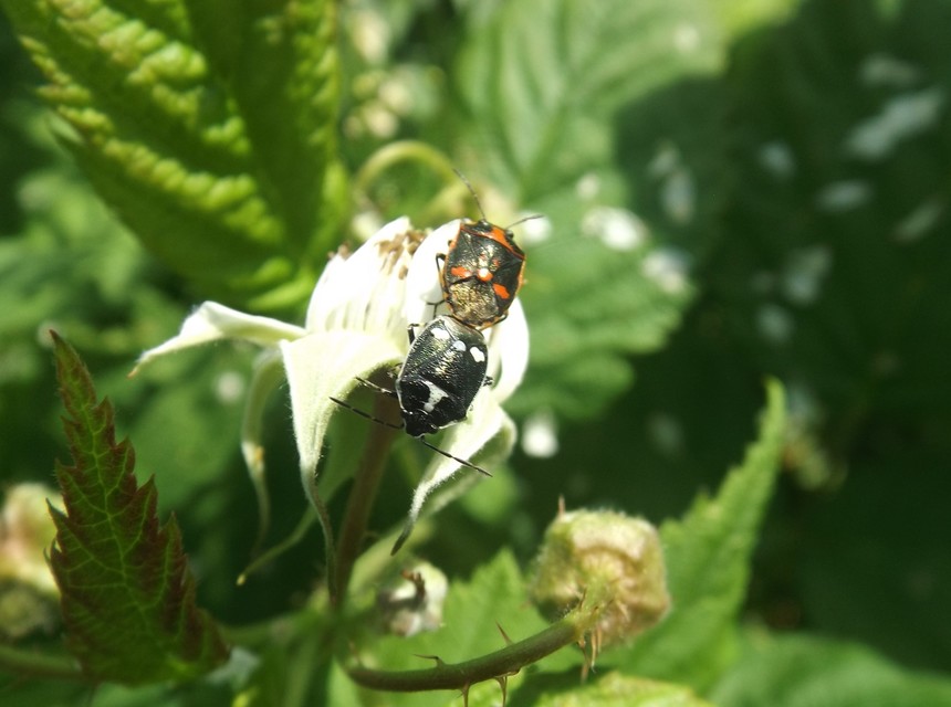 Eurydema oleracea - paréjpoloska Eurydema oleracea - paréjpoloska