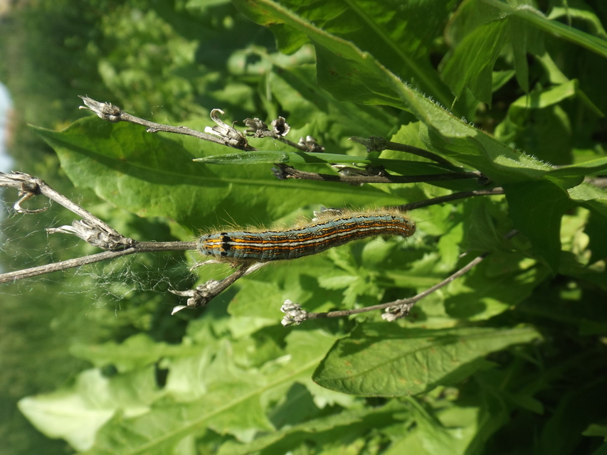 Malacosoma neustria - gyűrűsszövő