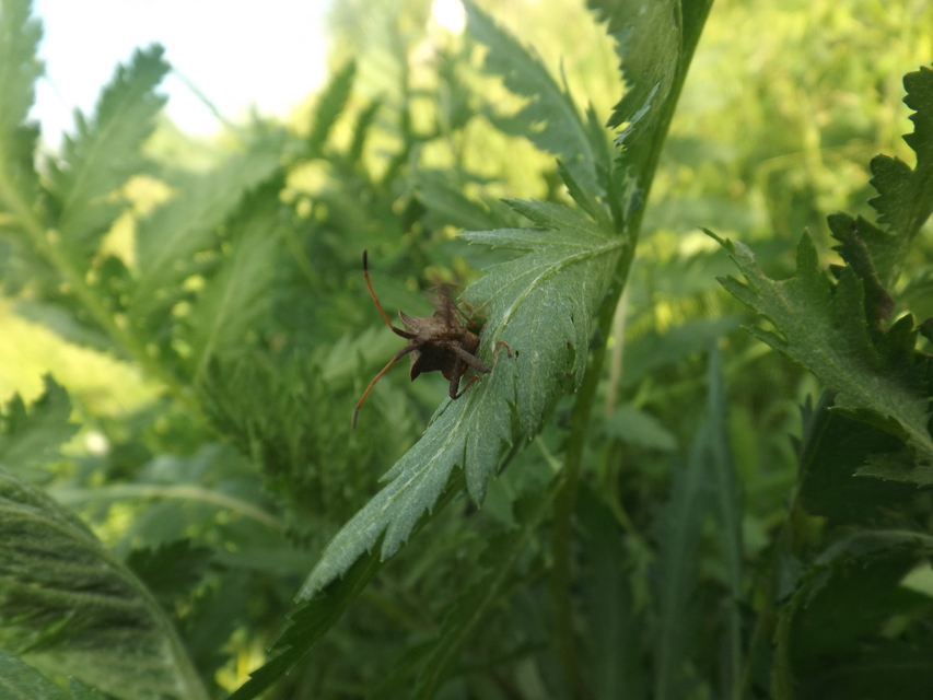 Coreus marginatus - közönséges karimáspoloska