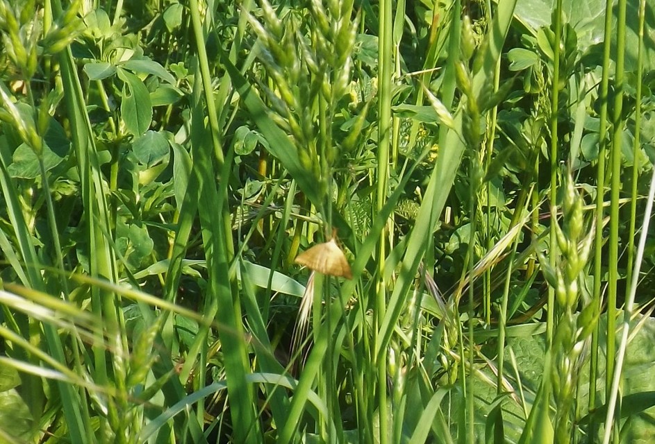 Polypogon tentacularia - sötétaljú karcsúbagoly
