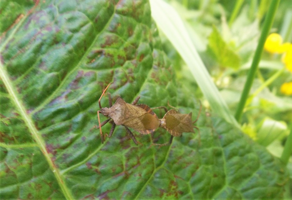 Coreus marginatus - közönséges karimáspoloska