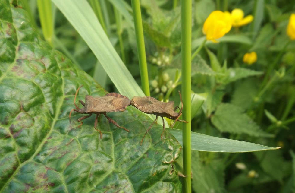 Coreus marginatus - közönséges karimáspoloska