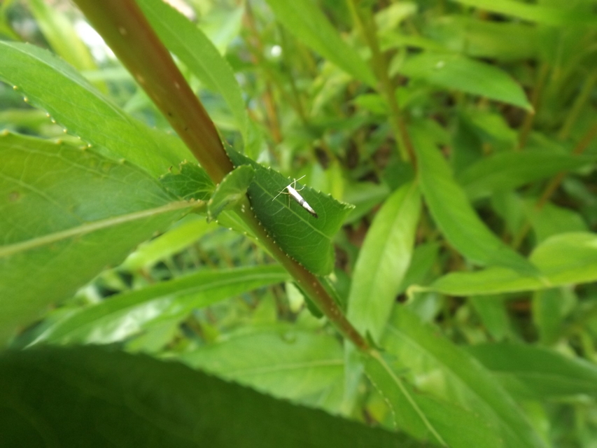 Argyresthia