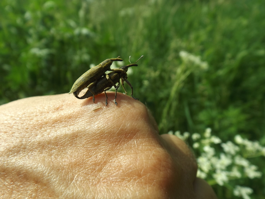 Lixus iridis - bürökfúró dudvabarkó