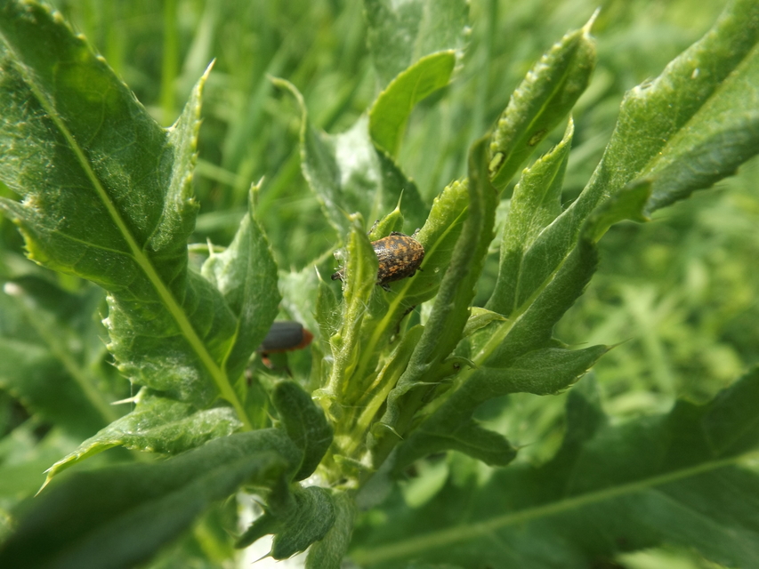 Larinus turbinatus - kúposorrú púderbarkó