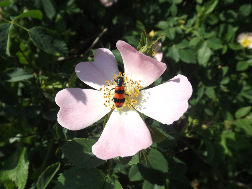 Trichodes apiarius - szalagos méhészbogár