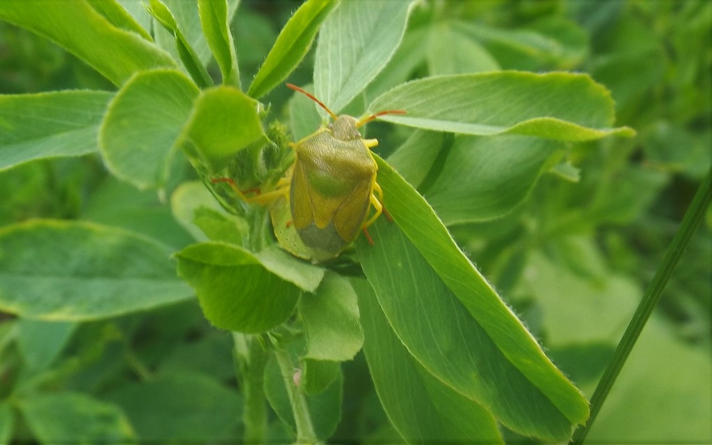 Piezodorus lituratus - bíboros címerespoloska Piezodorus lituratus - bíboros címerespoloska