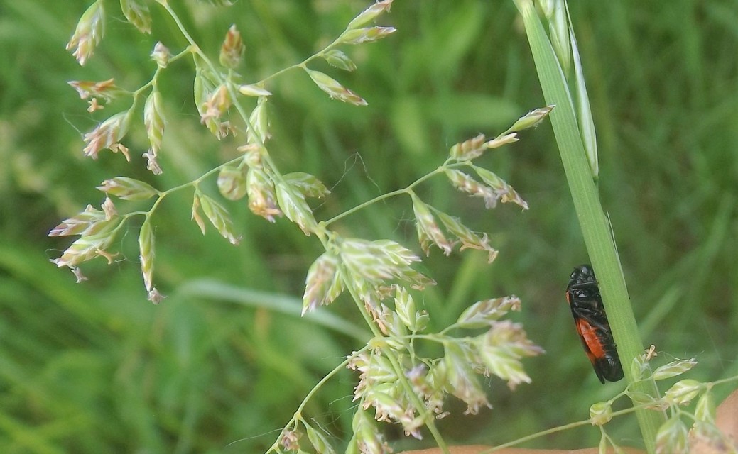 Cercopis