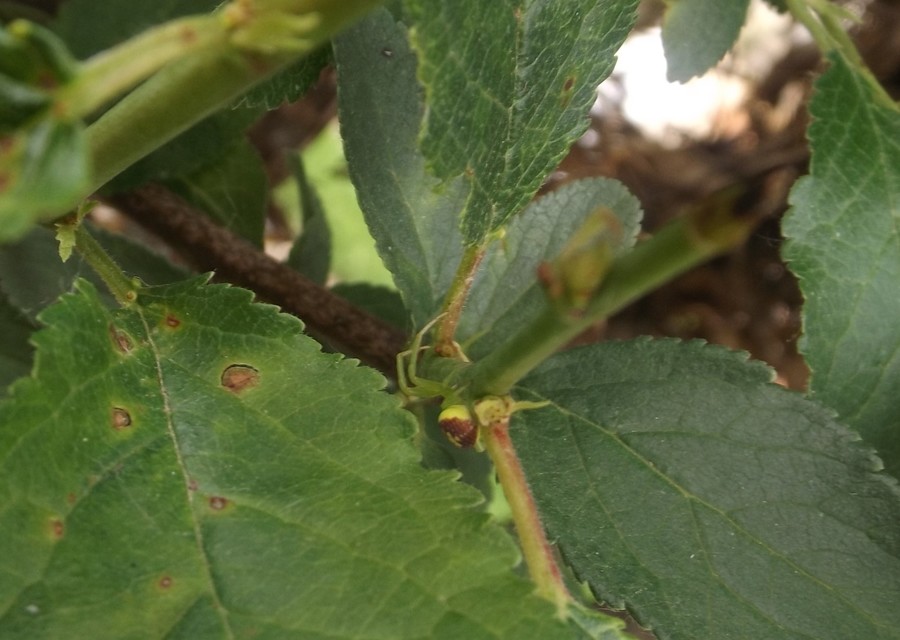 Ebrechtella tricuspidata - alakoskodó karolópók