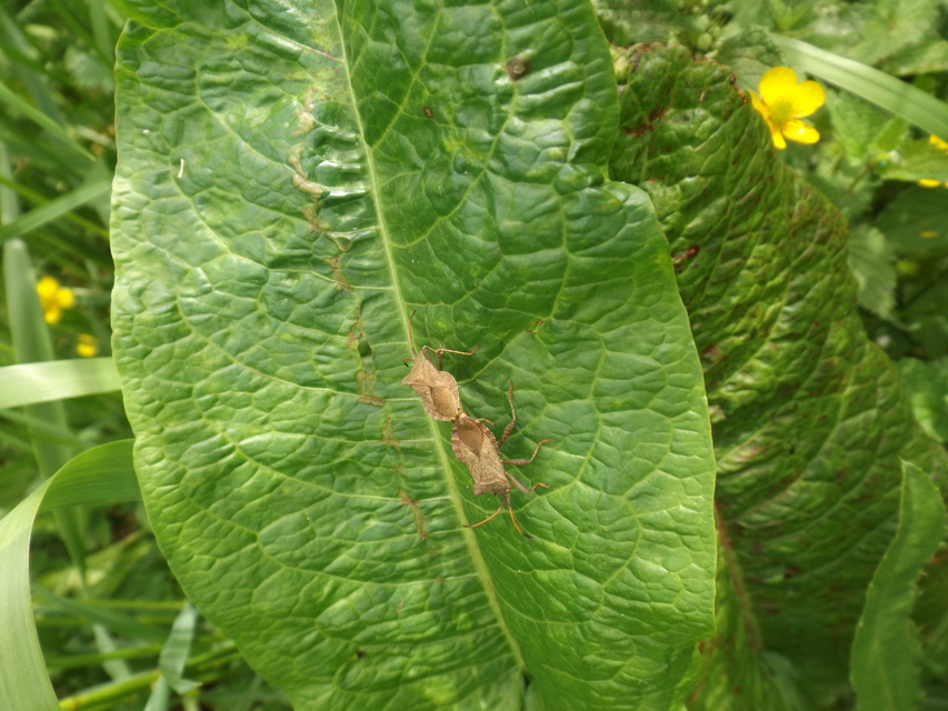 Coreus marginatus - közönséges karimáspoloska