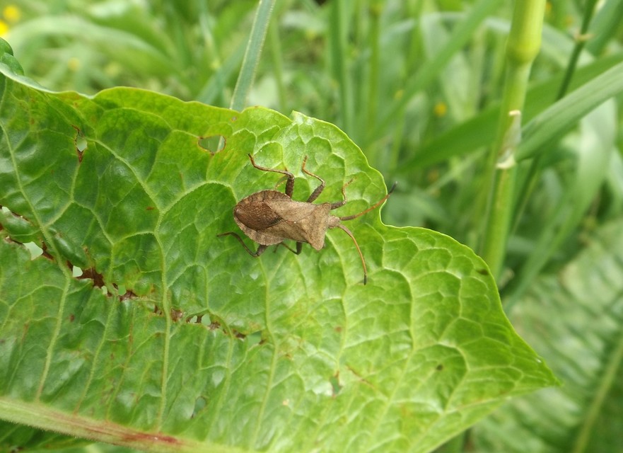 Coreus marginatus - közönséges karimáspoloska