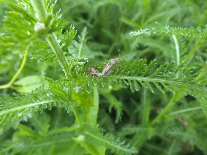 Rhopalidae - üvegpoloskák