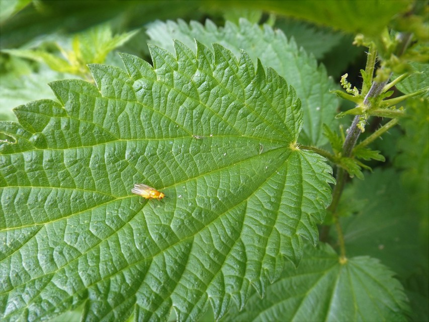 Lauxaniidae - pudvalegyek