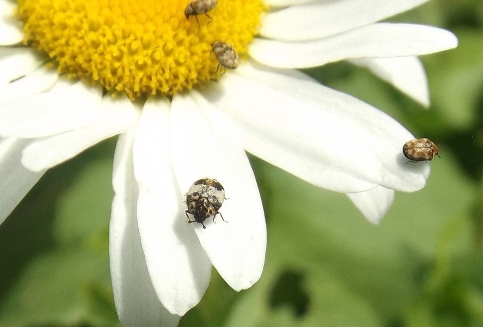 Anthrenus querneri