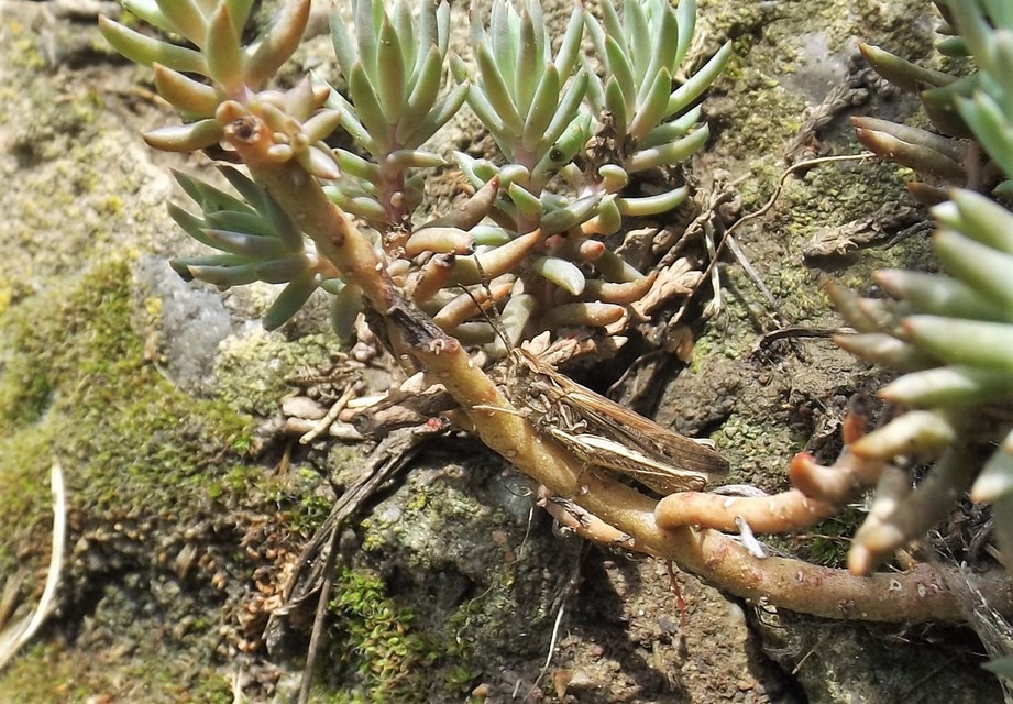 Chorthippus (Glyptobothrus) (subgenus)