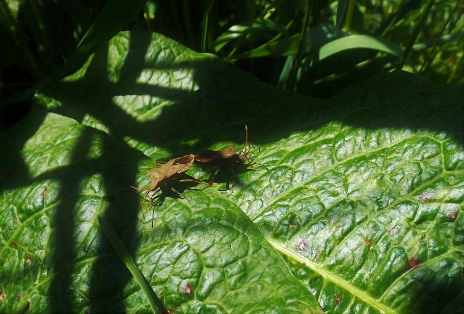 Coreus marginatus - közönséges karimáspoloska