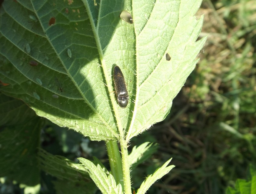 Melanotus