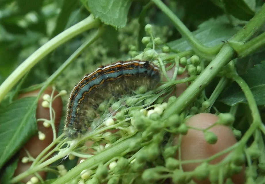 Malacosoma neustria - gyűrűsszövő