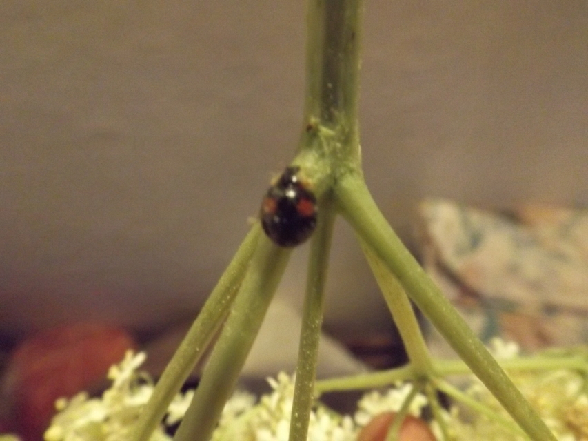 Chilocorus renipustulatus - vesefoltos szerecsenkata