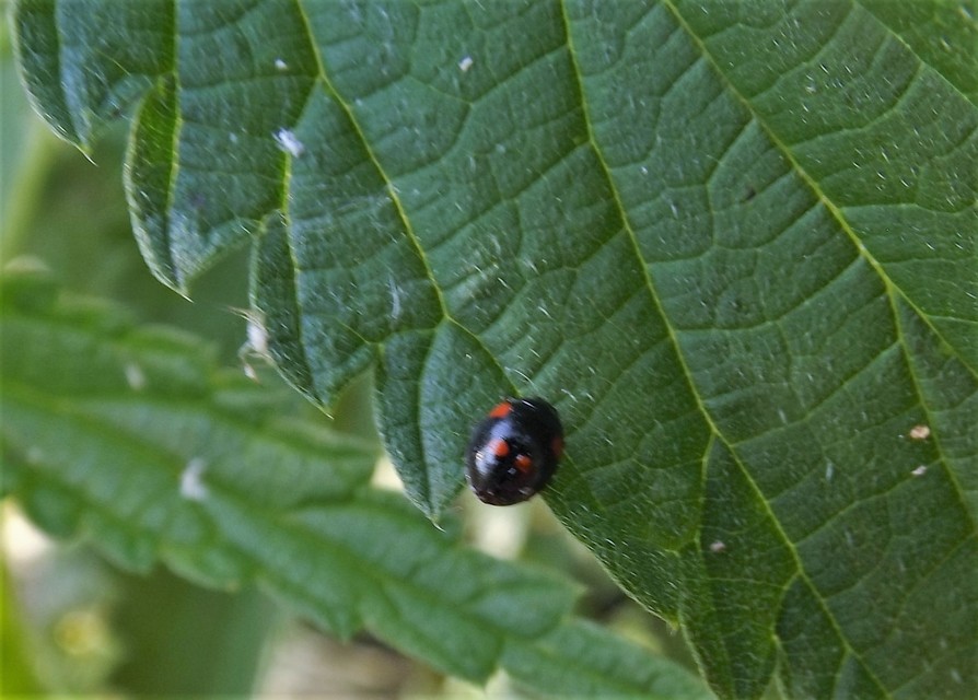 Adalia bipunctata - kétpettyes katica