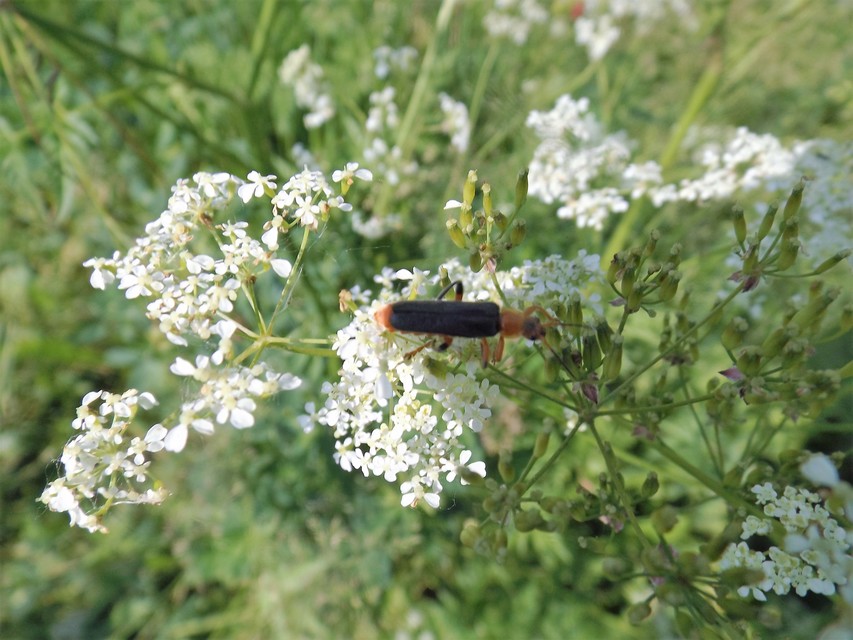Cantharis livida - mezei lágybogár