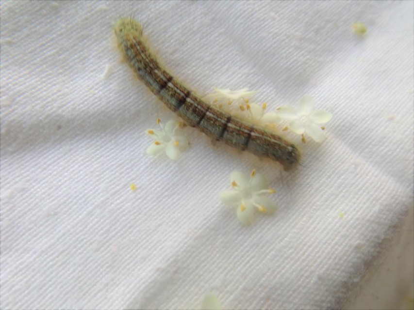 Malacosoma neustria - gyűrűsszövő