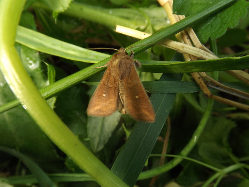 Mythimna albipuncta - fehérpettyes rétibagoly