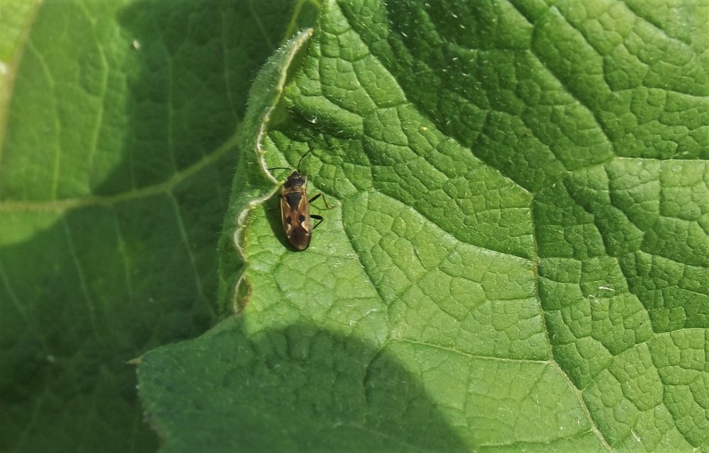 Rhyparochromus vulgaris - közönséges díszesbodobács