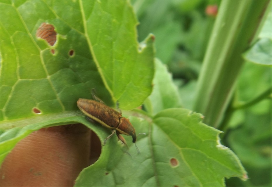 Lixus ochraceus - retek-dudvabarkó