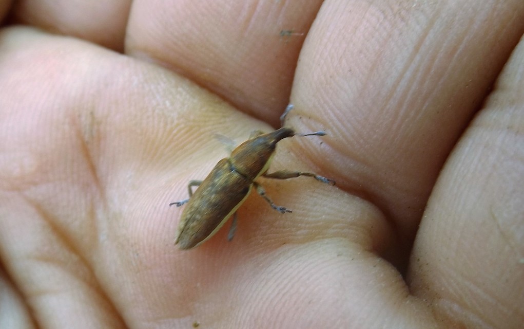 Lixus ochraceus - retek-dudvabarkó